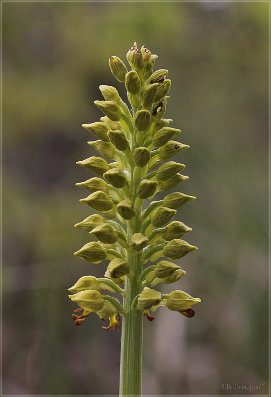 Image of Orchis punctulata specimen.