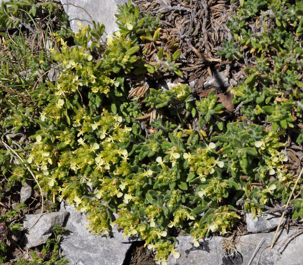 Изображение особи Teucrium montanum.