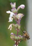 Nepeta nuda