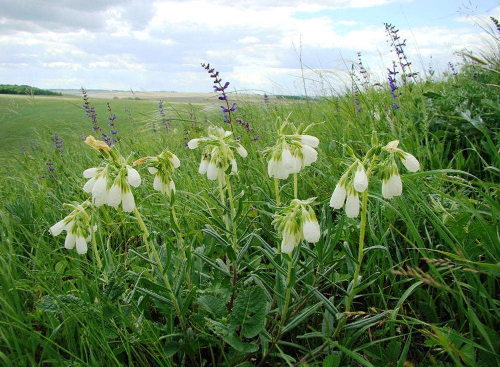 Изображение особи Onosma volgensis.