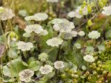 Marchantia polymorpha