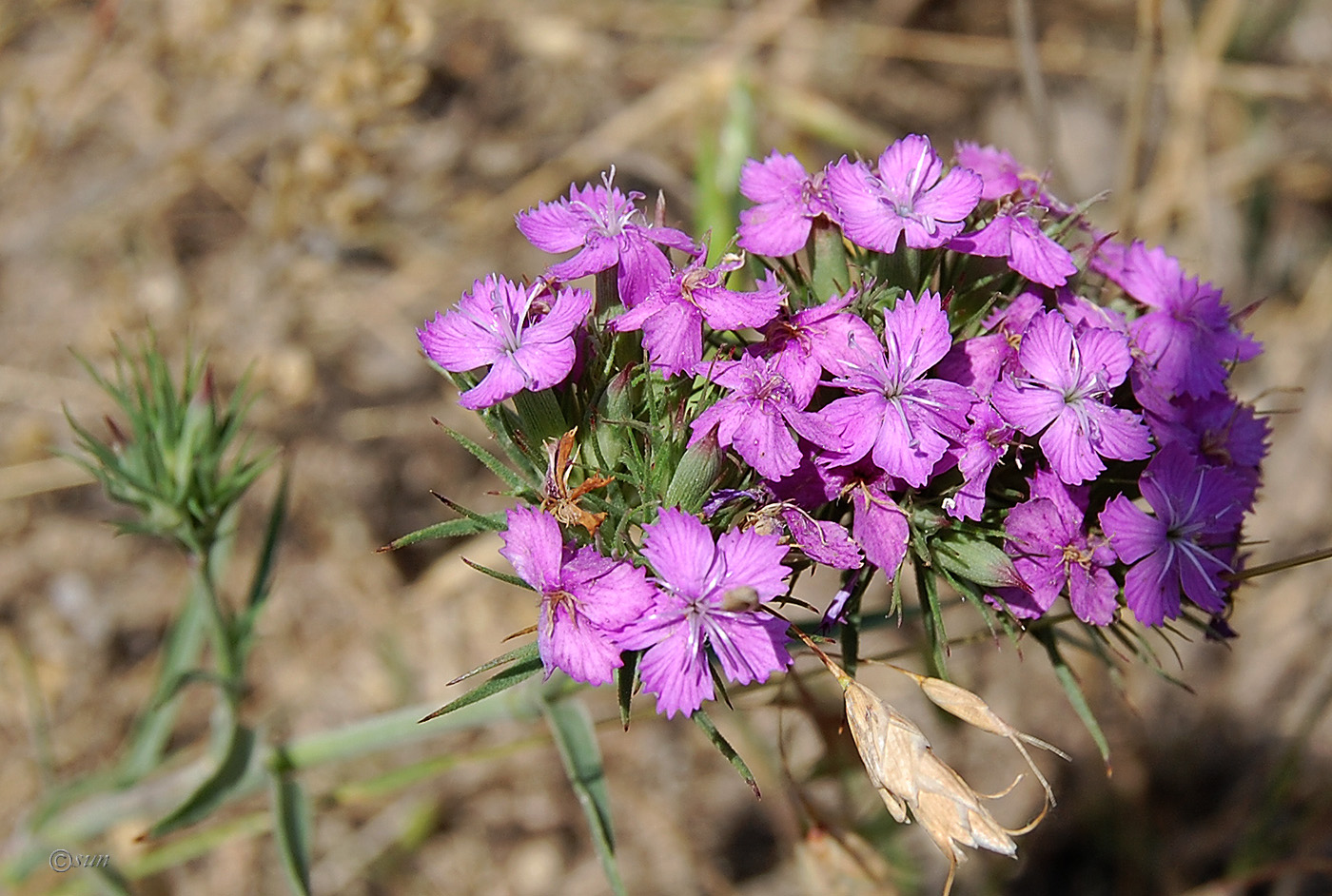 Image of Dianthus pseudarmeria specimen.