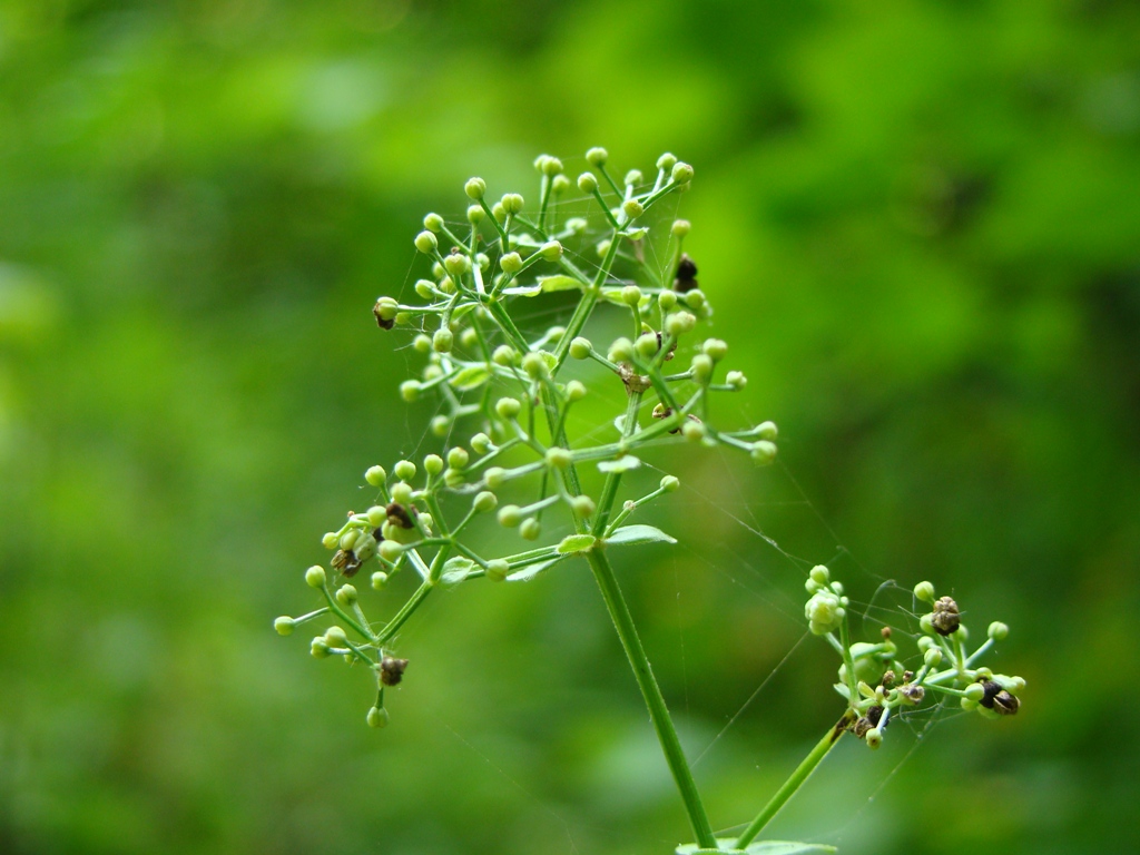 Image of Galium rubioides specimen.