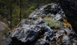 Schivereckia podolica. Куртина зацветающих растений. Пермский край, Лысьвенский р-н, долина р. Чусовой, на вершине камня Дужной. 01.05.2015.