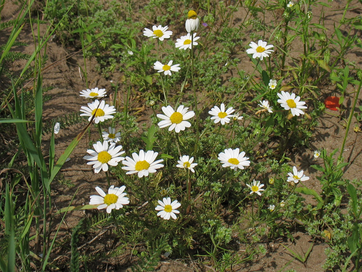 Image of Anthemis arvensis specimen.