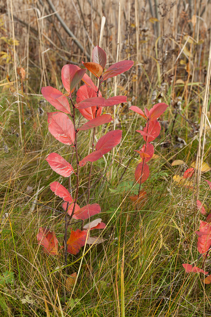 Image of &times; Sorbaronia mitschurinii specimen.