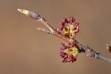 Image of taxon representative. Author is Вера Волкотруб