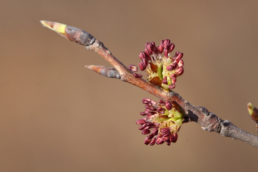 Image of Ulmus japonica specimen.