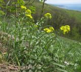 Erysimum cuspidatum. Цветущее растение. Краснодарский край, м/о г. Новороссийск, гора Большой Маркотх, злаково-разнотравный луг на каменистом склоне, выс. ≈ 680 м н.у.м.. 27.04.2014.