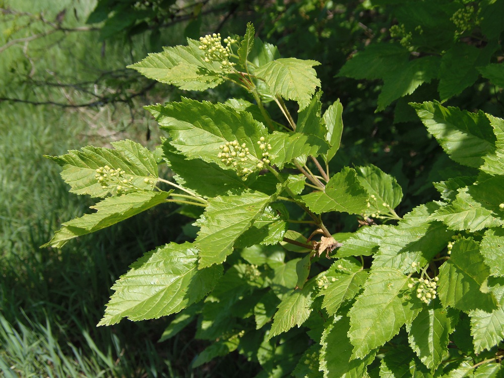 Изображение особи Acer tataricum.