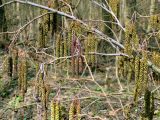 Alnus glutinosa. Ветви с женскими и мужскими соцветиями. Украина, Киев, заказник \"Лесники\", низменная часть. 5 апреля 2010 г.