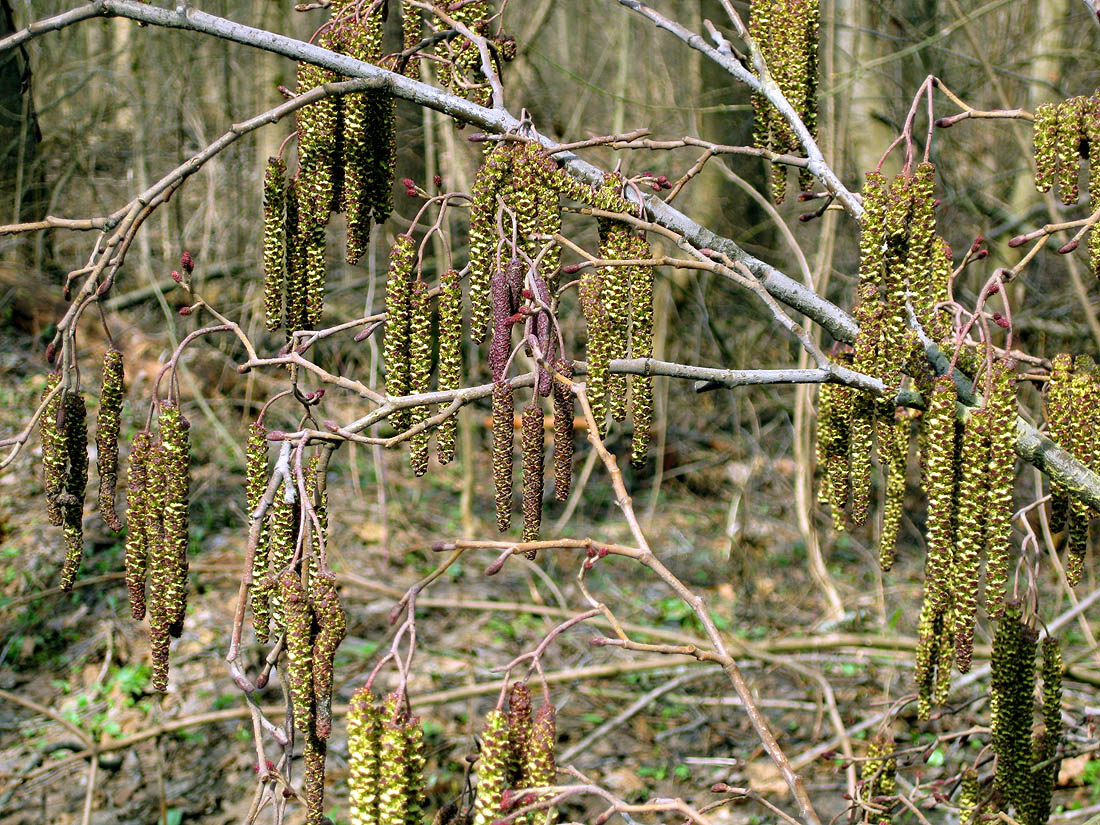 Изображение особи Alnus glutinosa.