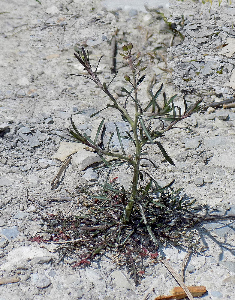 Изображение особи Lepidium ruderale.