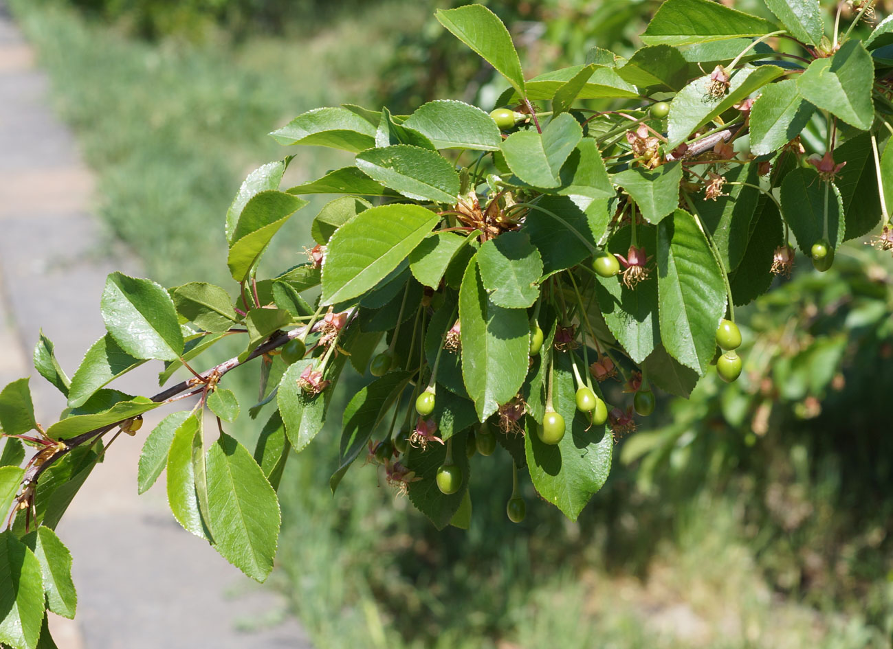 Изображение особи Cerasus vulgaris.