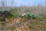 Tulipa biflora