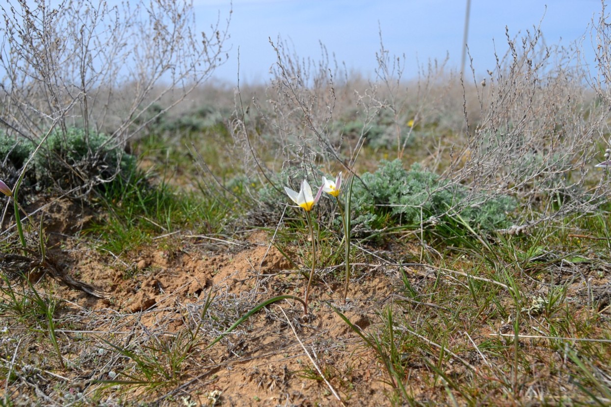 Изображение особи Tulipa biflora.