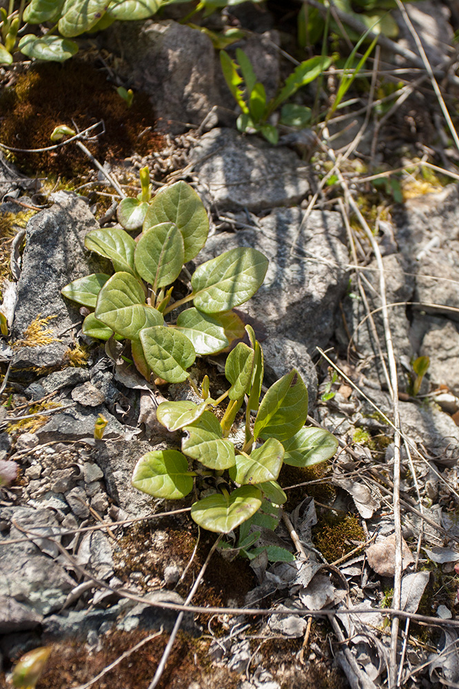 Image of Pyrola rotundifolia specimen.