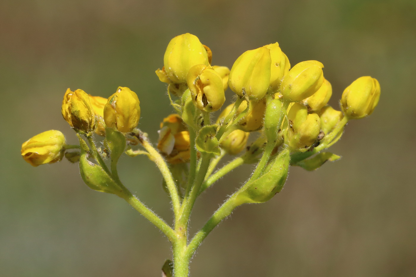 Image of Haplophyllum suaveolens specimen.