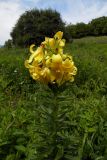 Lilium monadelphum