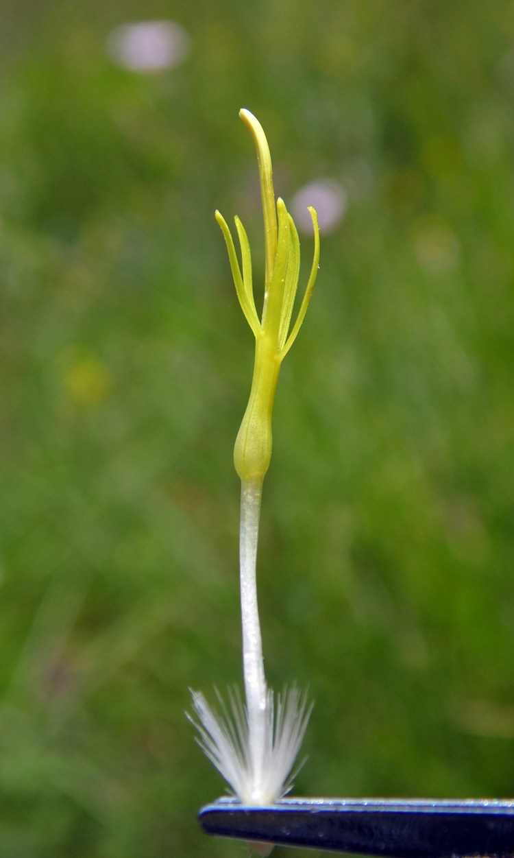 Изображение особи Centaurea orientalis.