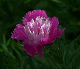 Paeonia lactiflora