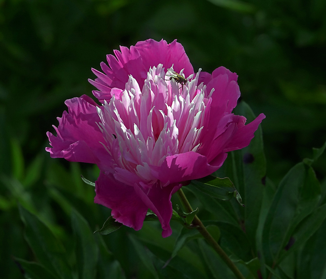 Image of Paeonia lactiflora specimen.