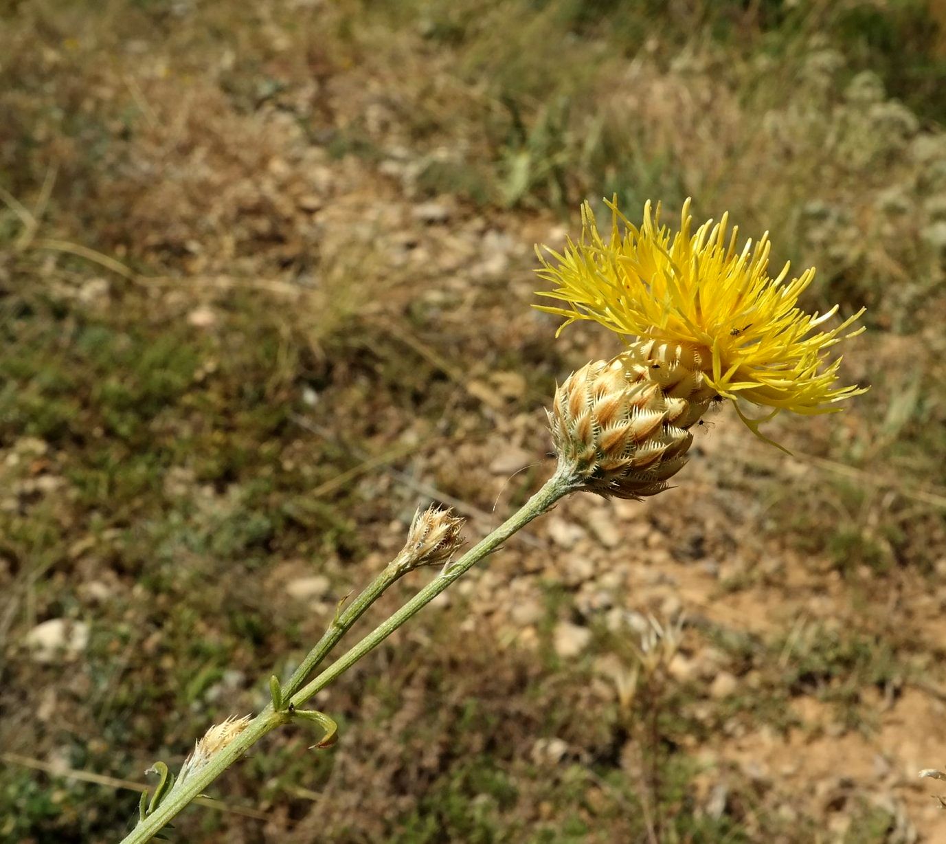 Image of Centaurea orientalis specimen.