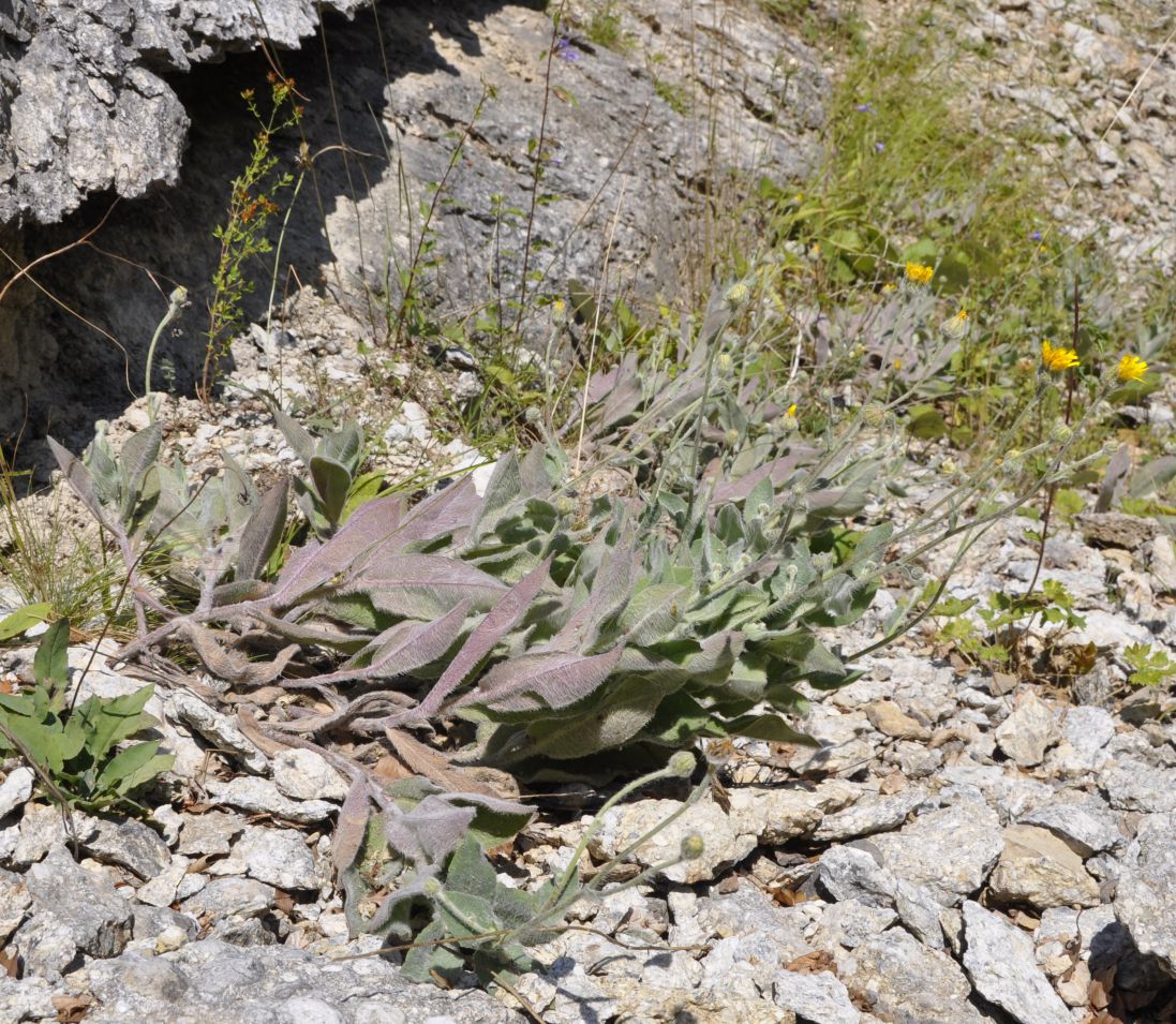 Изображение особи Hieracium pannosum.