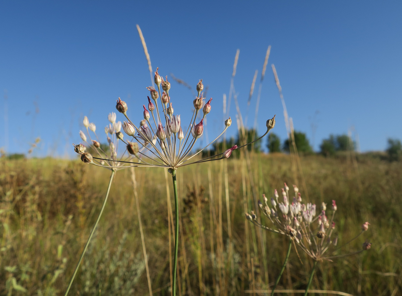 Изображение особи Allium inaequale.