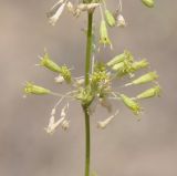 Image of specimen