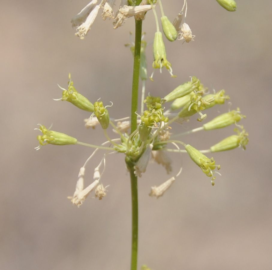 Изображение особи Silene exaltata.