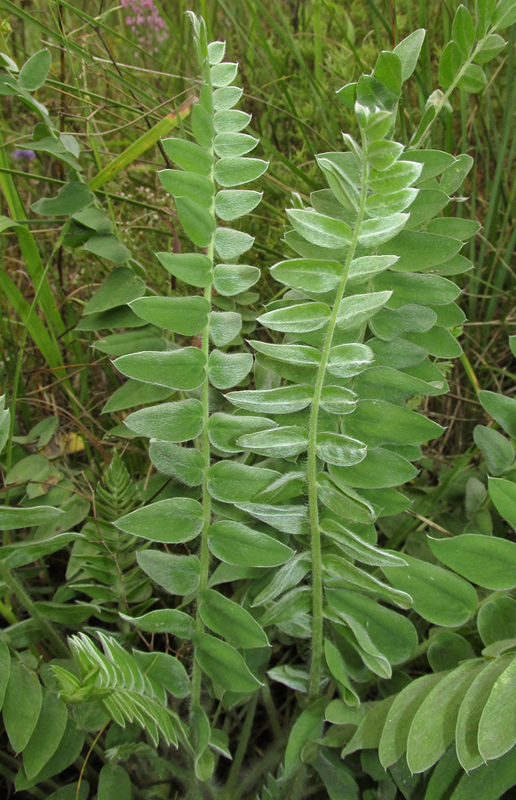 Изображение особи Oxytropis campanulata.