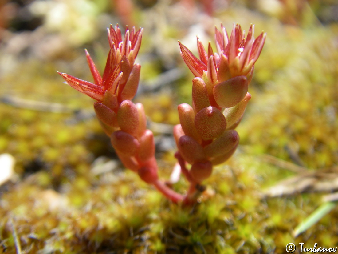 Изображение особи Sedum cespitosum.