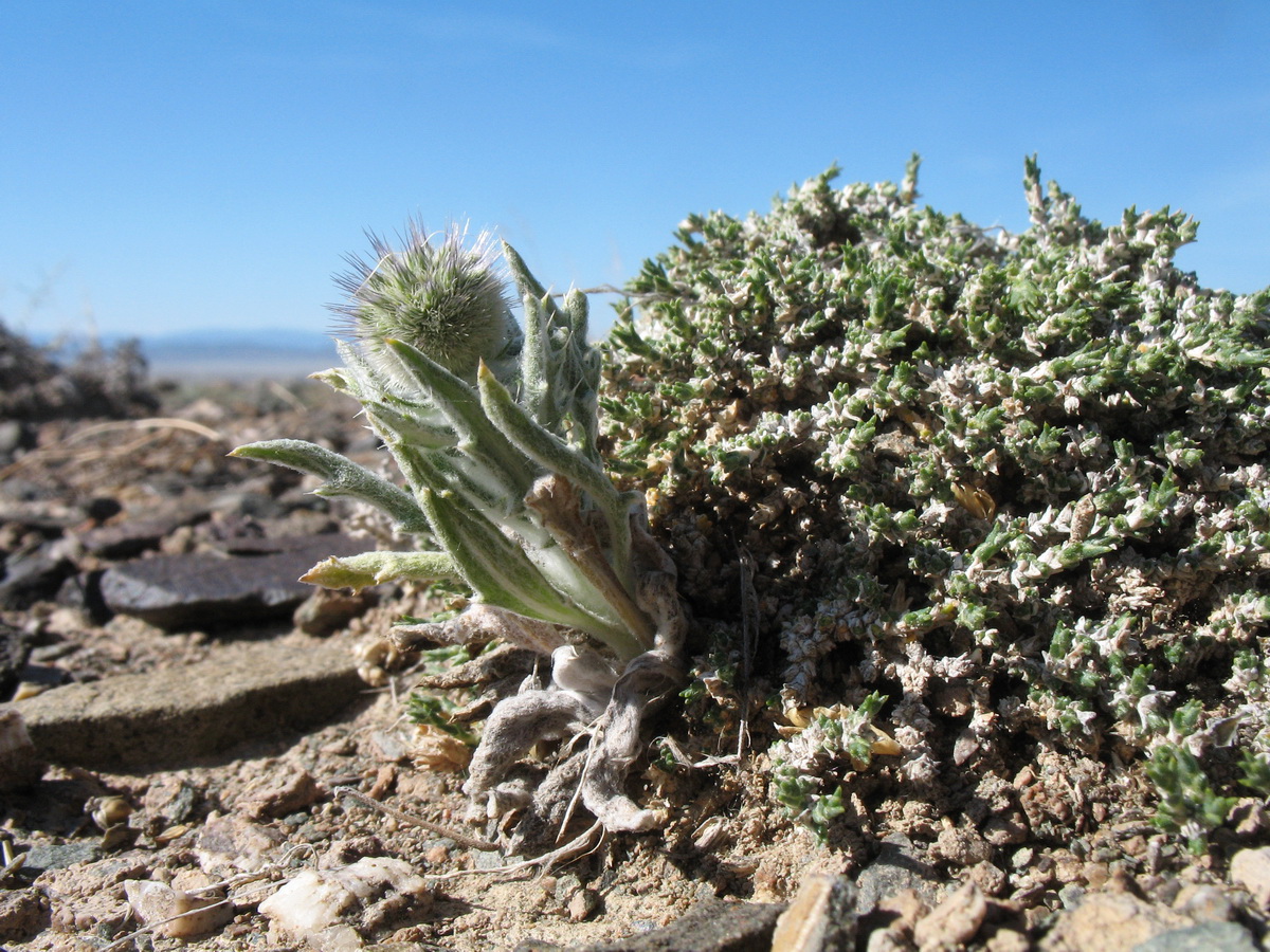 Image of Echinops nanus specimen.