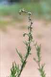 Artemisia vulgaris. Верхушка побега с соцветием (Artemisia coarctata Forsell.). Ленинградская обл., Ломоносовский р-н, окр. дер. Кандикюля, берег Финского залива, песчаный пляж. 13.08.2017.