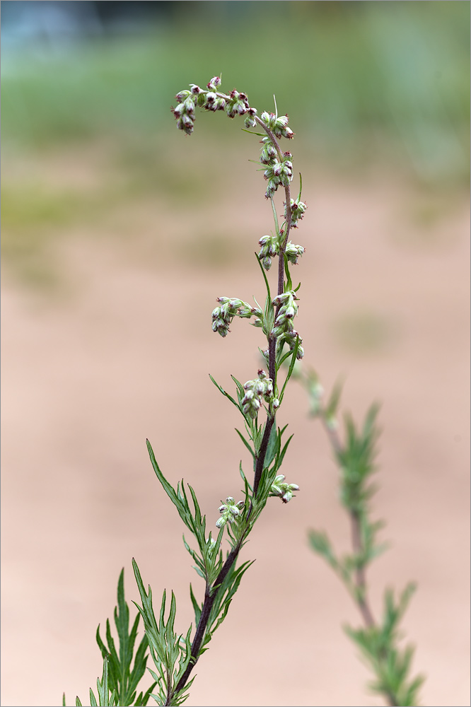 Изображение особи Artemisia vulgaris.