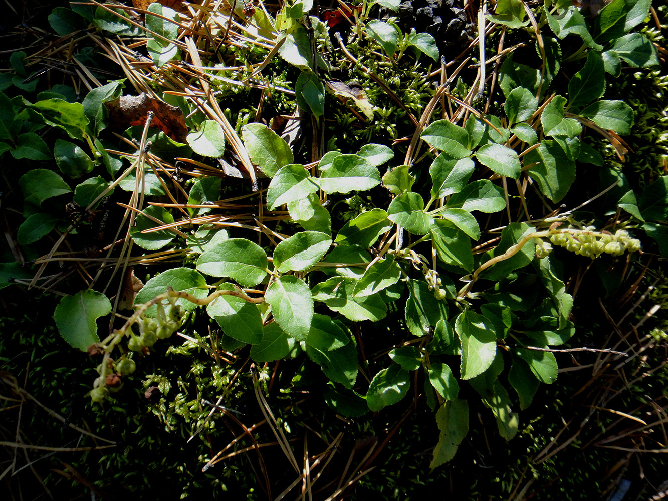 Image of Orthilia secunda specimen.