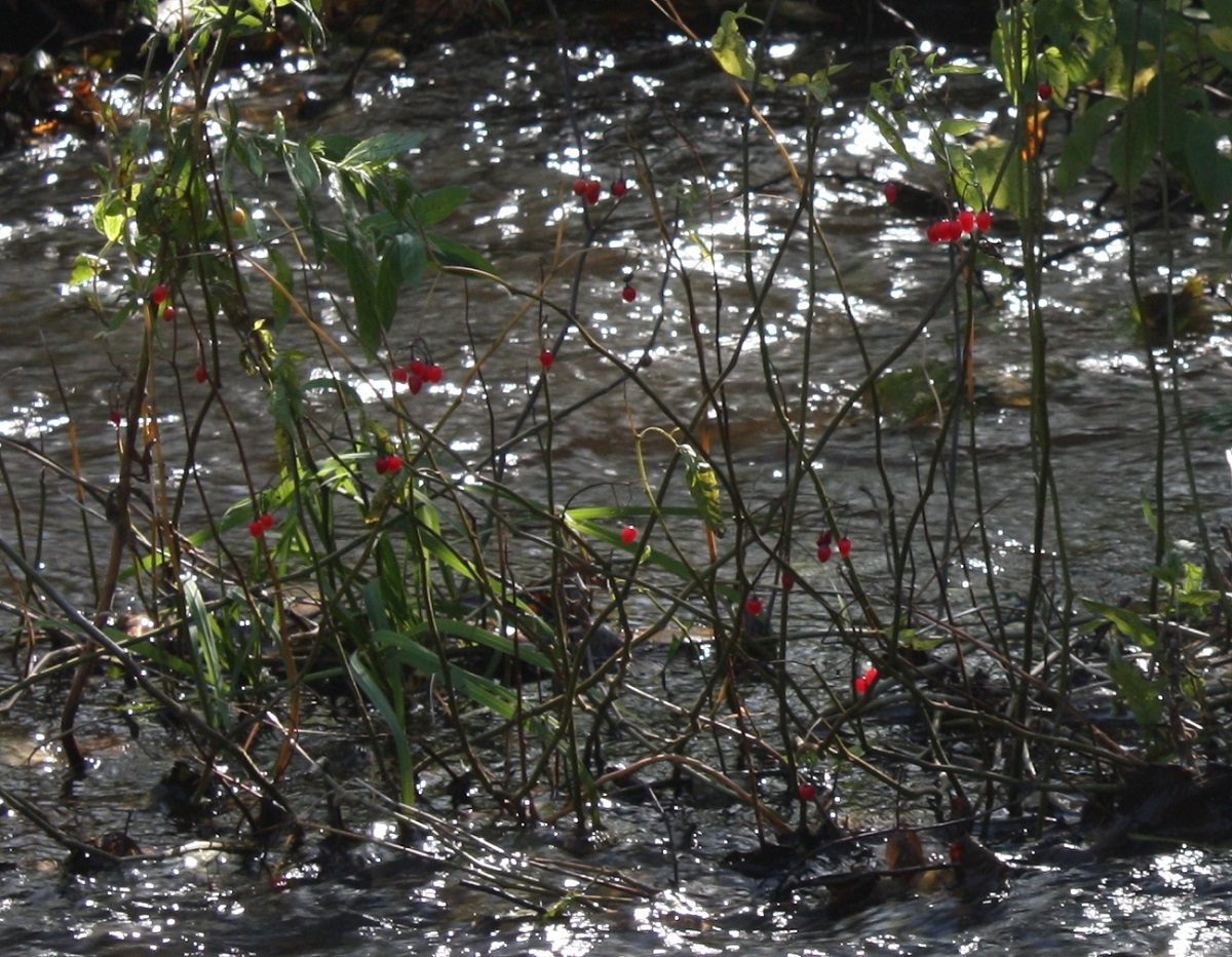 Image of Solanum dulcamara specimen.