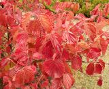genus Viburnum. Ветви с листьями в осенней окраске. Украина, г. Кривой Рог, Криворожский ботанический сад НАН Украины. 14.10.2017.