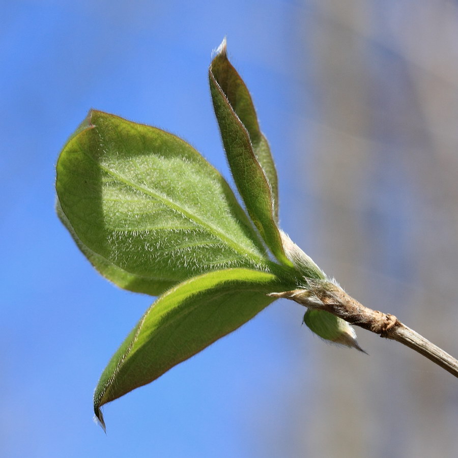 Изображение особи Lonicera xylosteum.