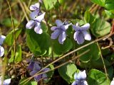 Viola epipsiloides. Цветущие растения. Магаданская обл., Ольский р-н, Ольское побережье, руч. Наледный, сырой луг. 03.07.2013.