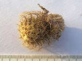 Centaurea alutacea
