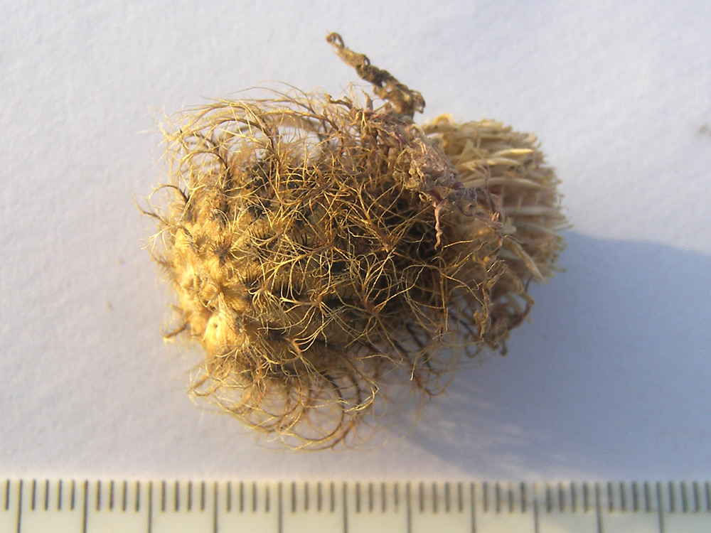 Image of Centaurea alutacea specimen.