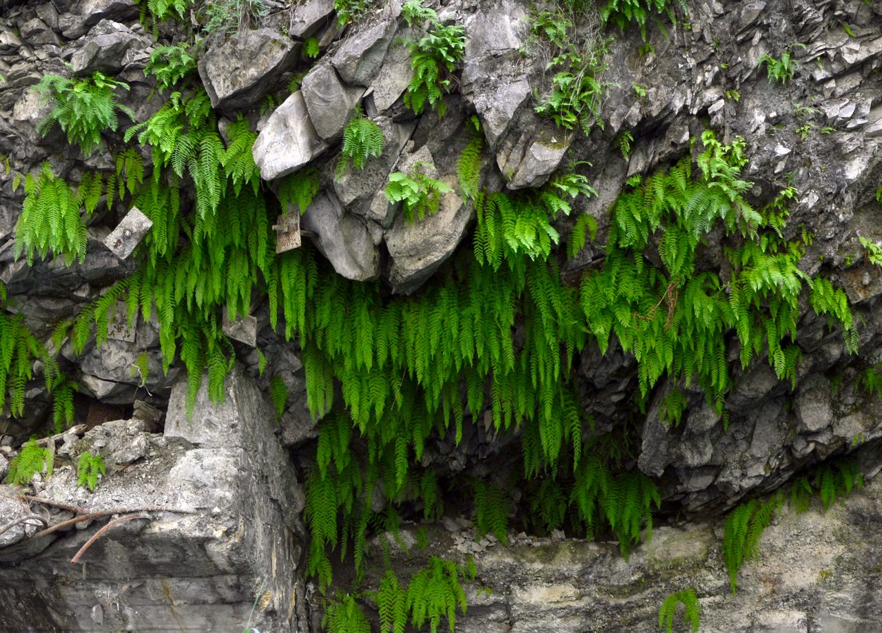 Image of Woodsia caucasica specimen.
