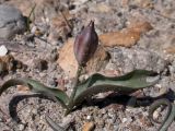 Tulipa jacquesii