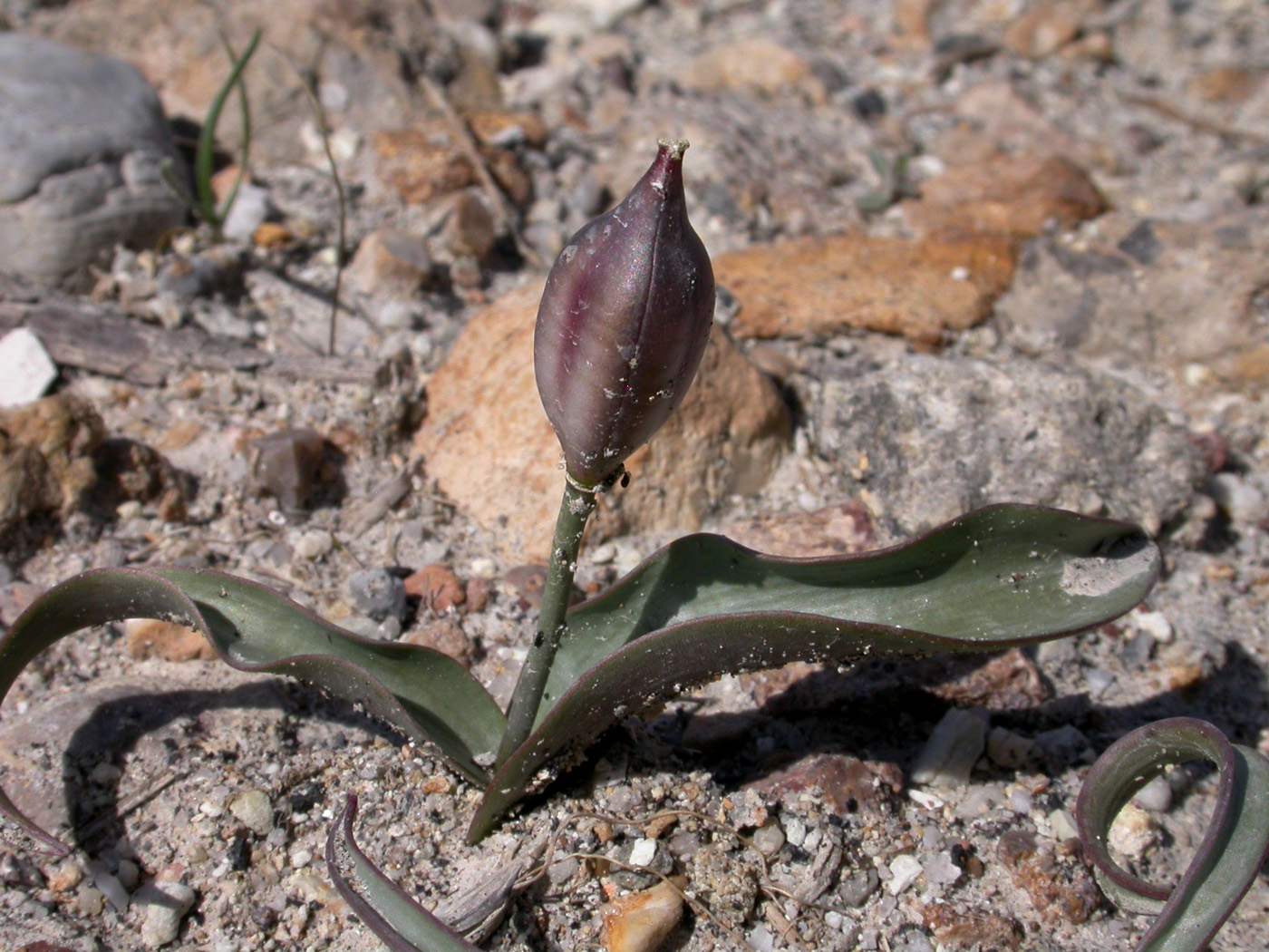 Image of Tulipa jacquesii specimen.