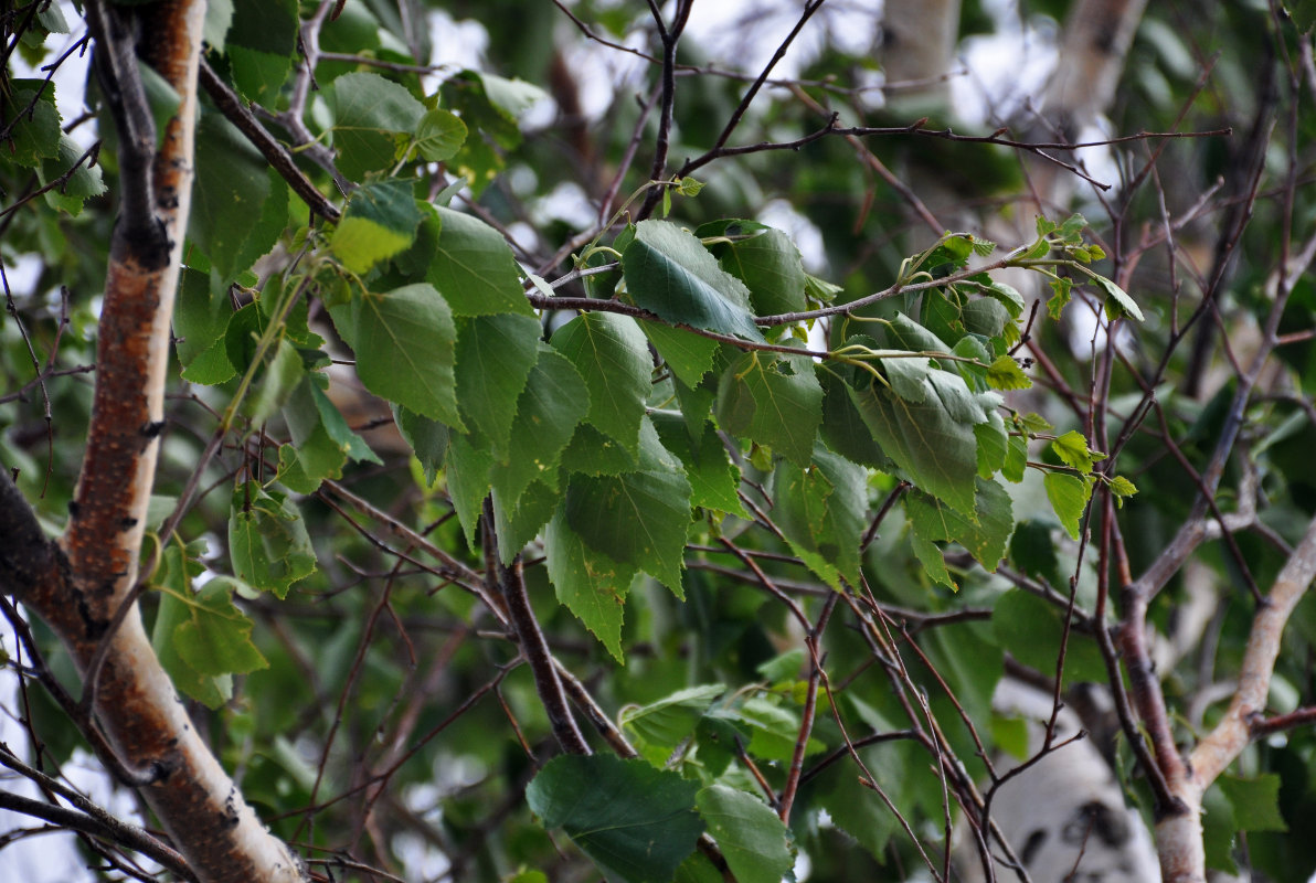 Image of Betula platyphylla specimen.