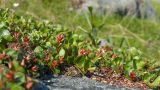 Salix herbacea