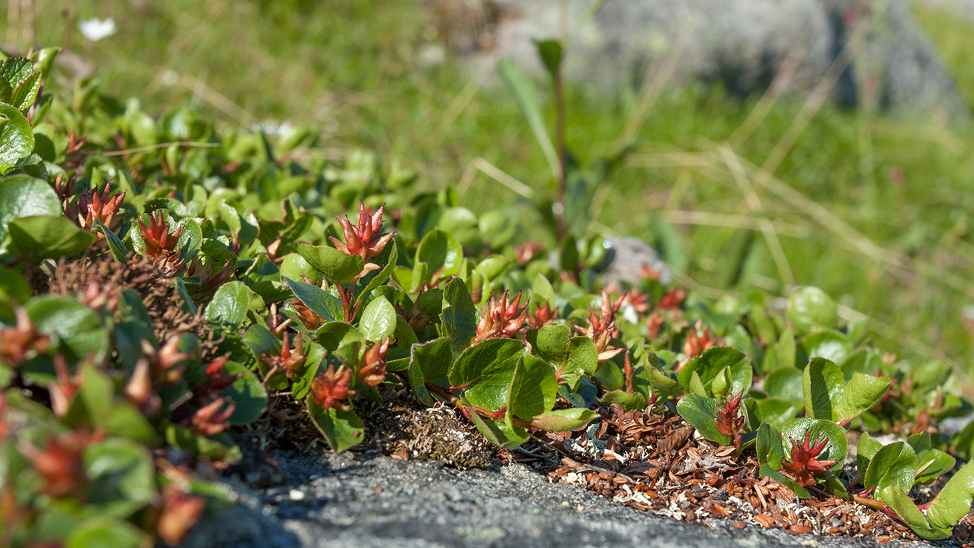 Изображение особи Salix herbacea.