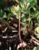 Androsace maxima